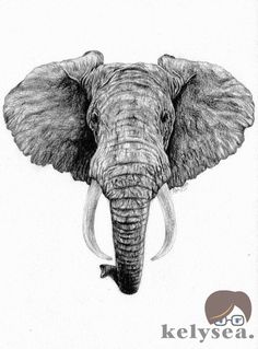 236x319 The 7 Best Elephant Face Images Elephant Face - Elephant Head Sketch