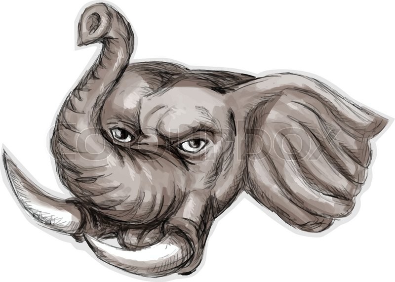 800x571 Watercolor Style Illustration Of An African Elephant Head With - Elephant Head Sketch