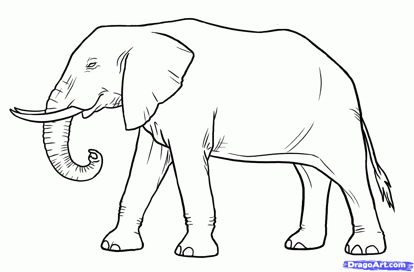1378x908 Drawn Asian Elephant Line Art - Elephant Line Sketch