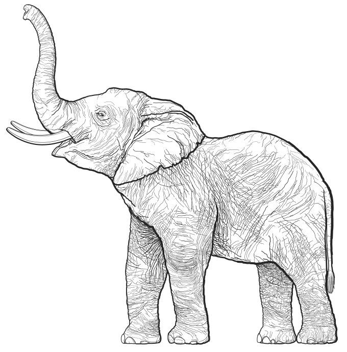 680x690 Elephant Drawing - Elephant Line Sketch