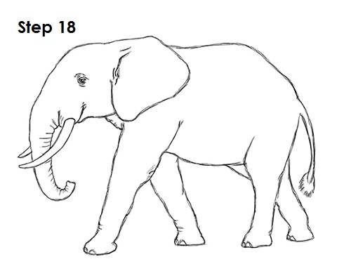 500x386 How To Draw An African Elephant - Elephant Line Sketch