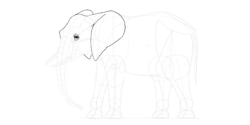 850x425 How To Draw An Elephant Step By Step - Elephant Line Sketch