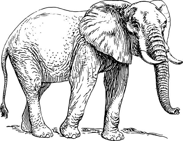600x462 African Elephant, Sketch Of African Elephant Coloring Pages - Elephant Line Sketch