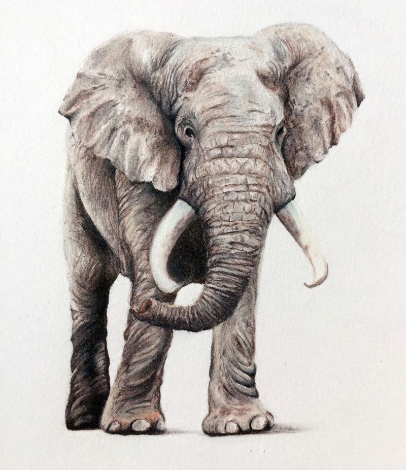 800x926 Colored Pencil Drawing Of An Elephant Artwork Paintings - Elephant Pencil Sketch