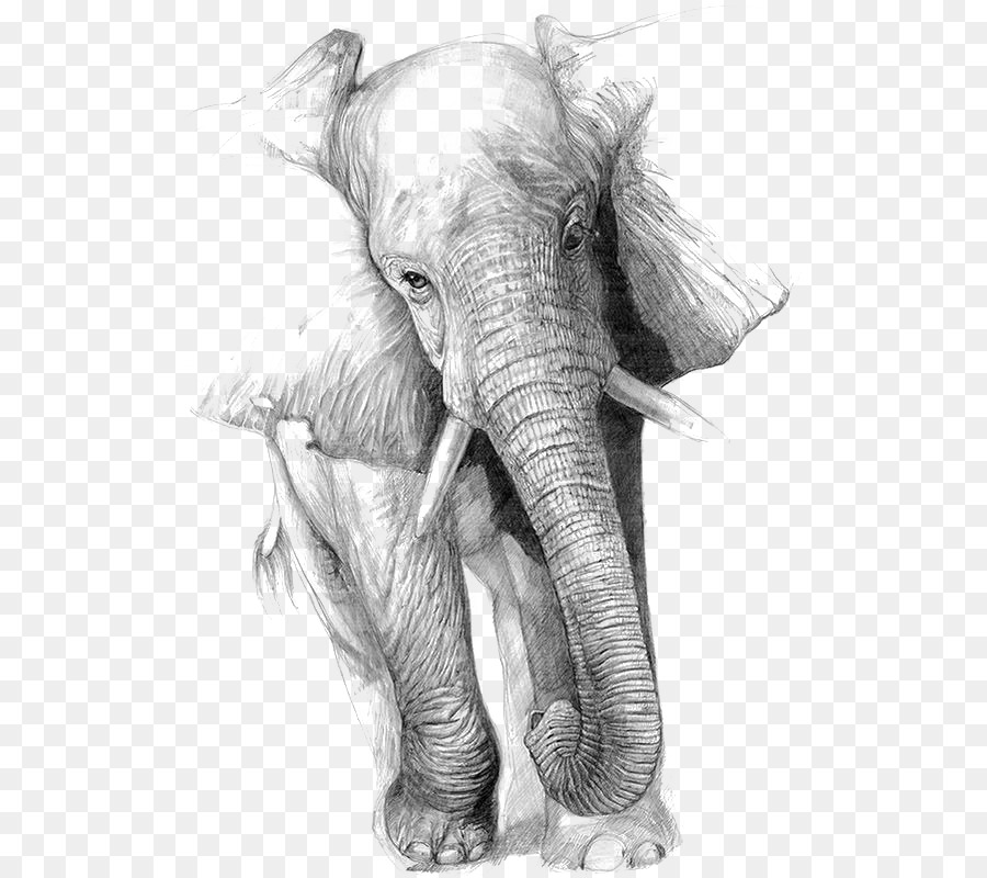 900x800 Drawing Elephant Art Pencil Sketch - Elephant Pencil Sketch