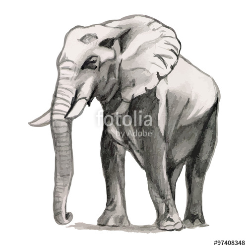 500x500 Elephant - Elephant Pencil Sketch