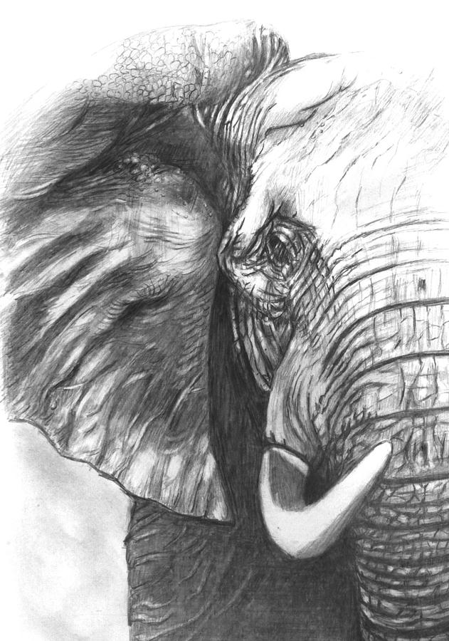 Elephant Pencil Sketch at PaintingValley.com | Explore collection of ... Realistic Drawings Of Elephants
