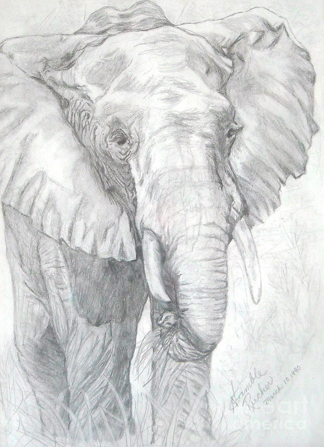 653x900 Elephant Walk Drawing By Nancy Rucker - Elephant Pencil Sketch