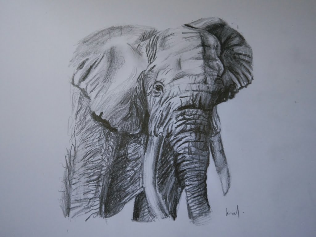 1024x768 How To Draw An Elephant With Pencil (Hbamp8b) - Elephant Pencil Sketch