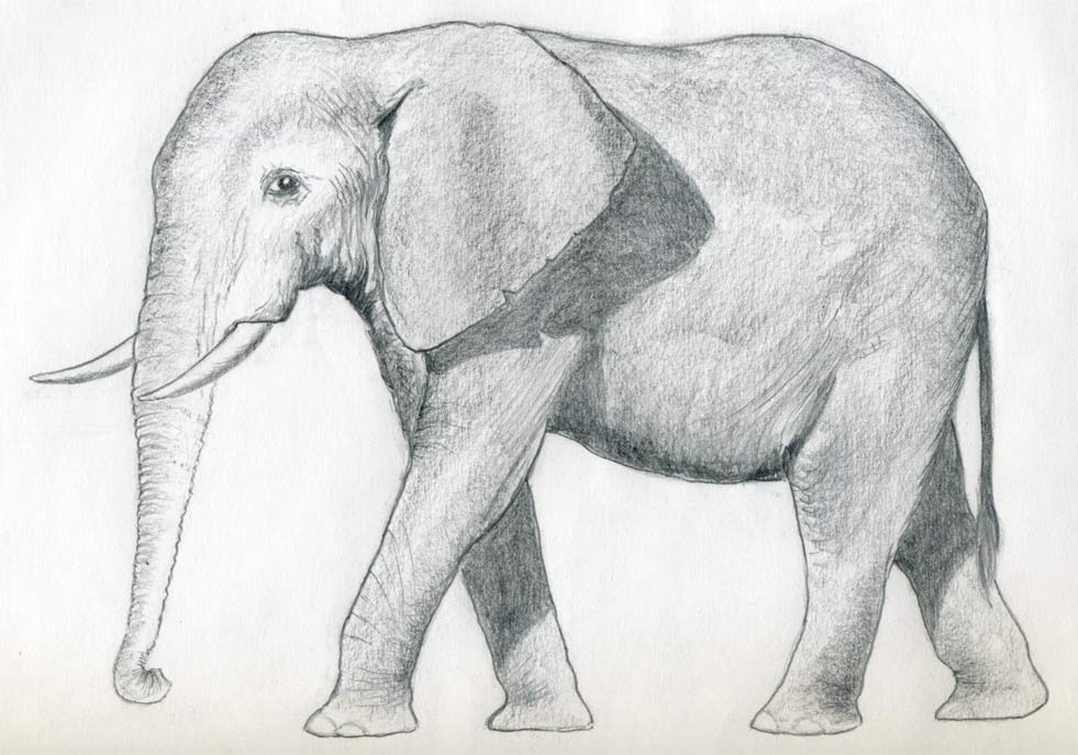 981x687 How To Draw An Elephant - Elephant Pencil Sketch