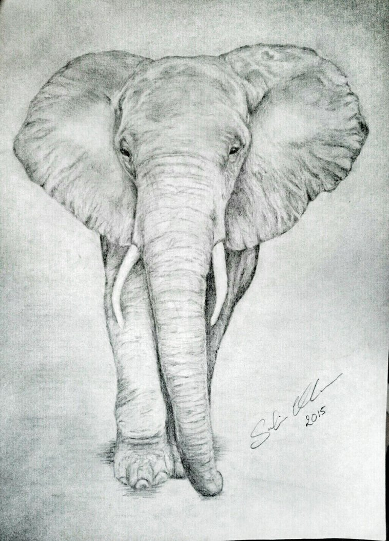758x1053 Pencil Sketch Of Elephant Pencil Sketches Of Elephants Pencil - Elephant Pencil Sketch