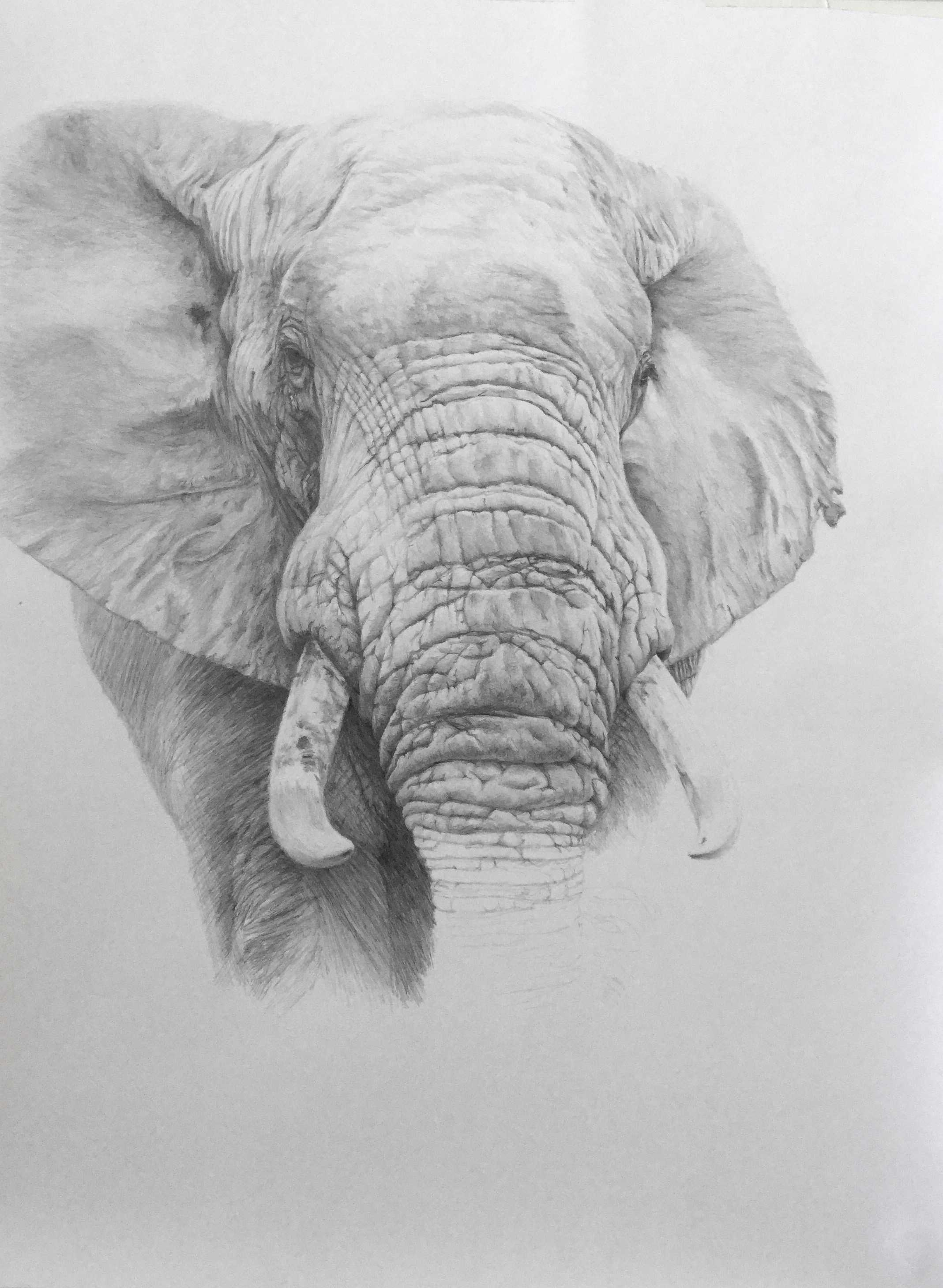 2137x2919 Sketches Of Elephants Pencil African Elephant Pencil Drawing - Elephant Pencil Sketch