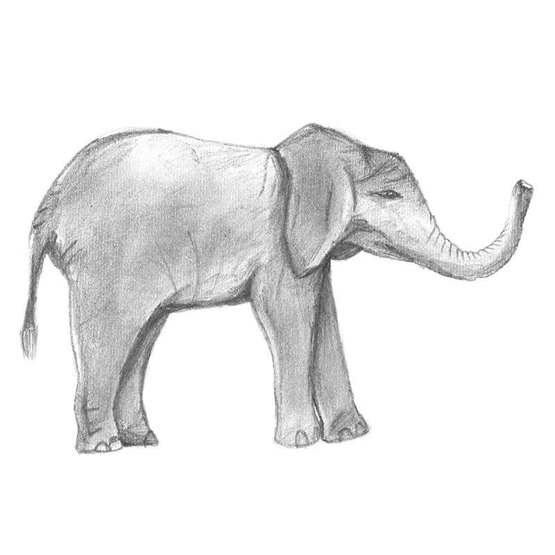 800x800 Baby Elephant Pencil Drawing - Elephant Pencil Sketch