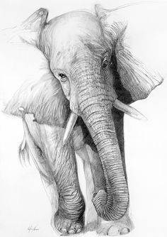 Elephant Cartoon Sketch at PaintingValley.com | Explore collection of ...