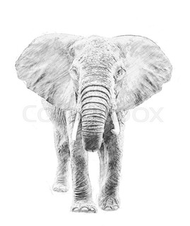 269x320 Elephant. Black And White Sketch With Pencil Stock Photo Colourbox - Elephant Sketch