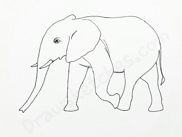 600x450 How To Draw An Elephant In 13 Easy And Detailed Steps With (Pictures) - Elephant Sketch