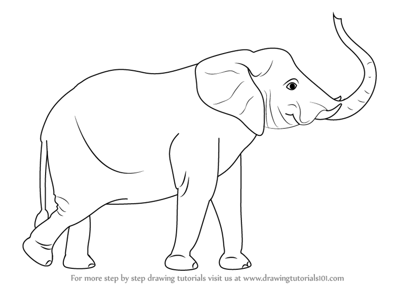 800x566 Learn How To Draw An Elephant With Its Trunk Up (Zoo Animals) Step - Elephant Sketch