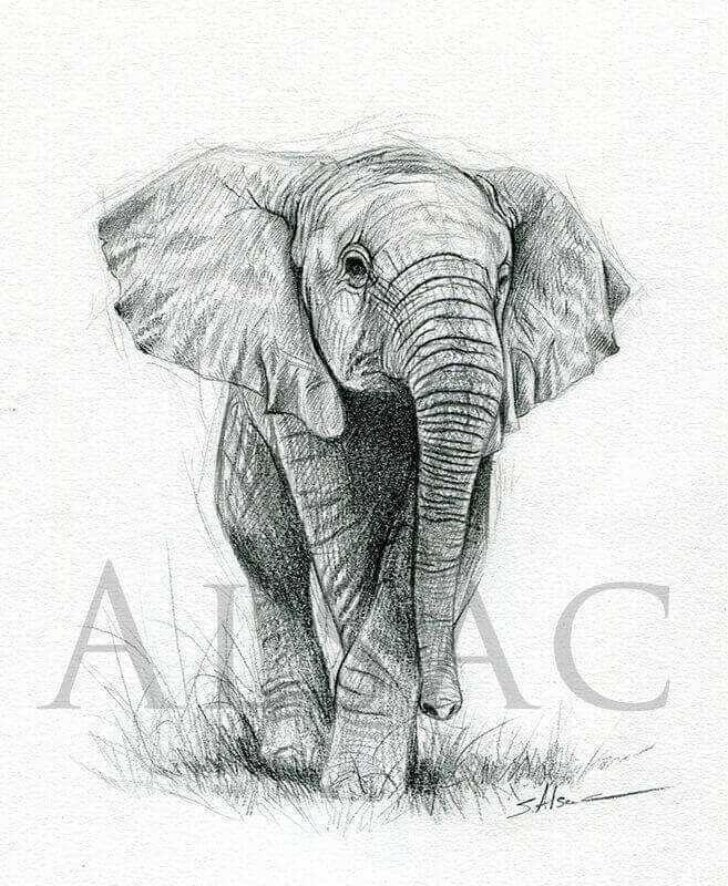 657x800 Baby Elephant Drawing - Elephant Sketch