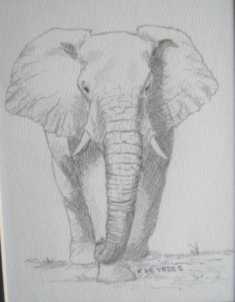 466x600 Elephant Sketch - Elephant Sketch Art