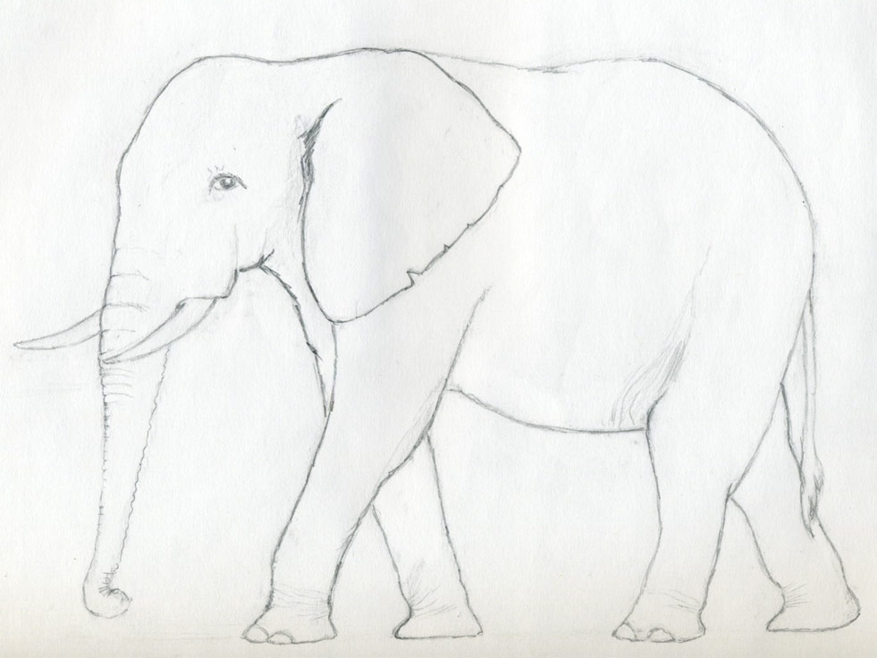 981x736 How To Draw An Elephant - Elephant Sketch Art