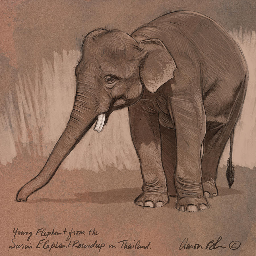 900x900 Young Asian Elephant Sketch Digital Art By Aaron Blaise - Elephant Sketch Art