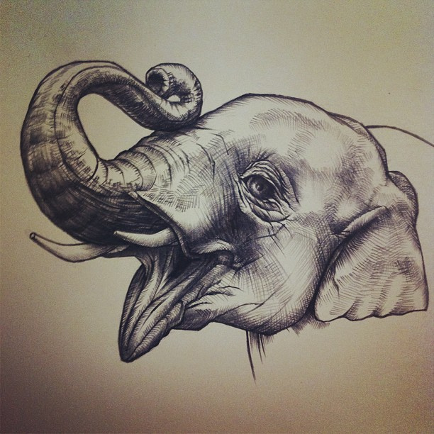 612x612 Elephant - Elephant Sketch Art