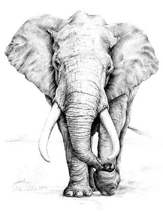 331x445 Elephant Drawing - Elephant Sketch Art