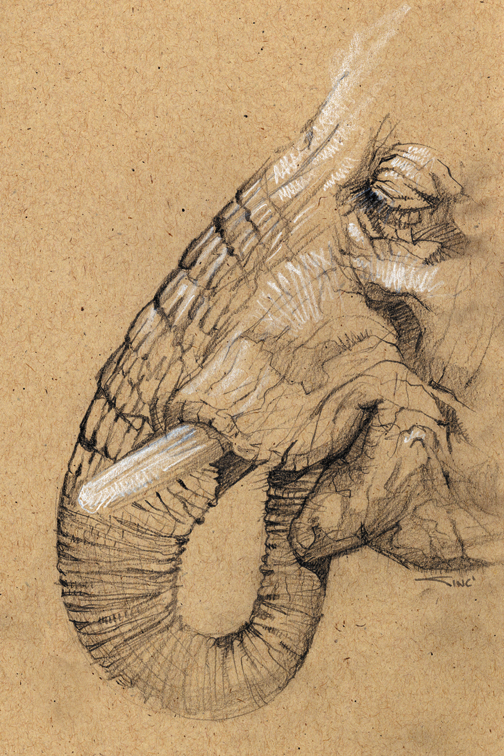 504x756 Sketches Of Elephants - Elephant Sketch Art