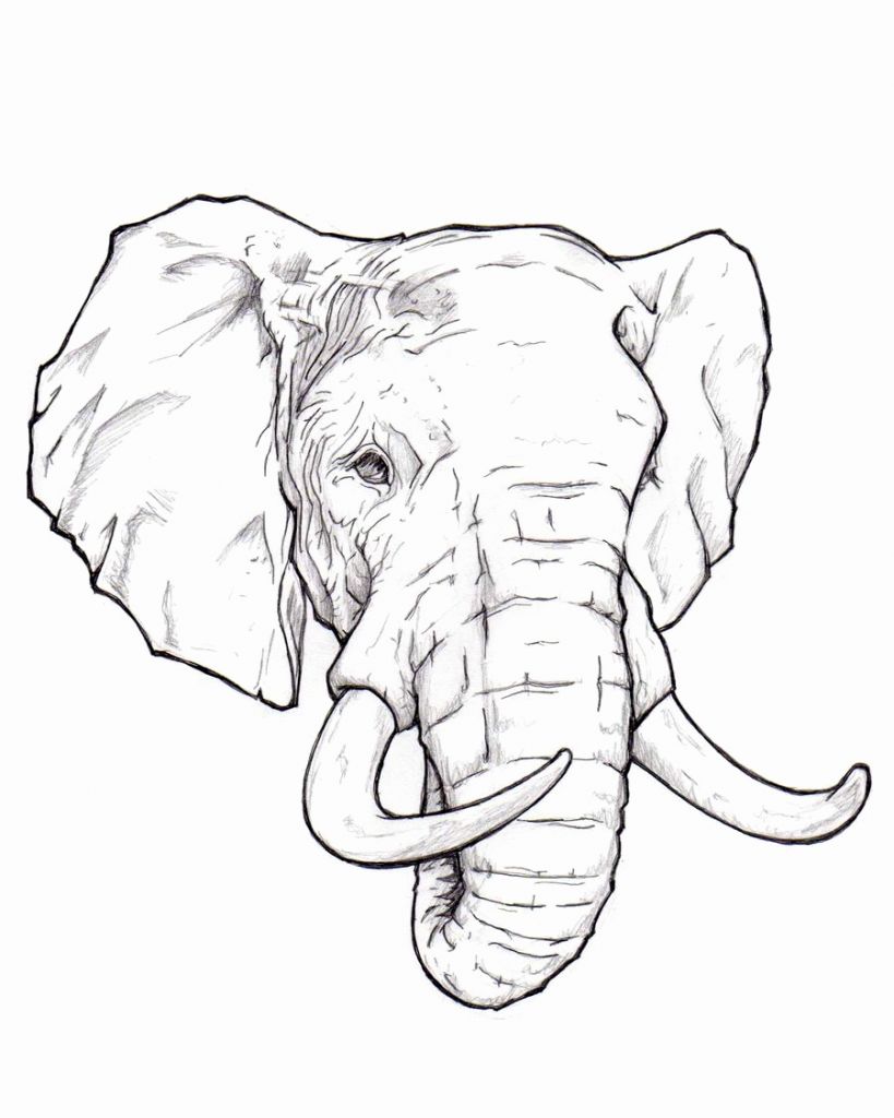 819x1024 Sketch Of Elephant Elephant Drawing Free Large Images - Elephant Sketch Easy