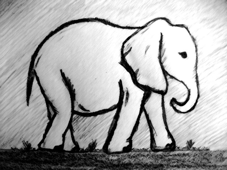 736x552 Drawn Elephant Sketch 3314413 - Elephant Sketch Easy