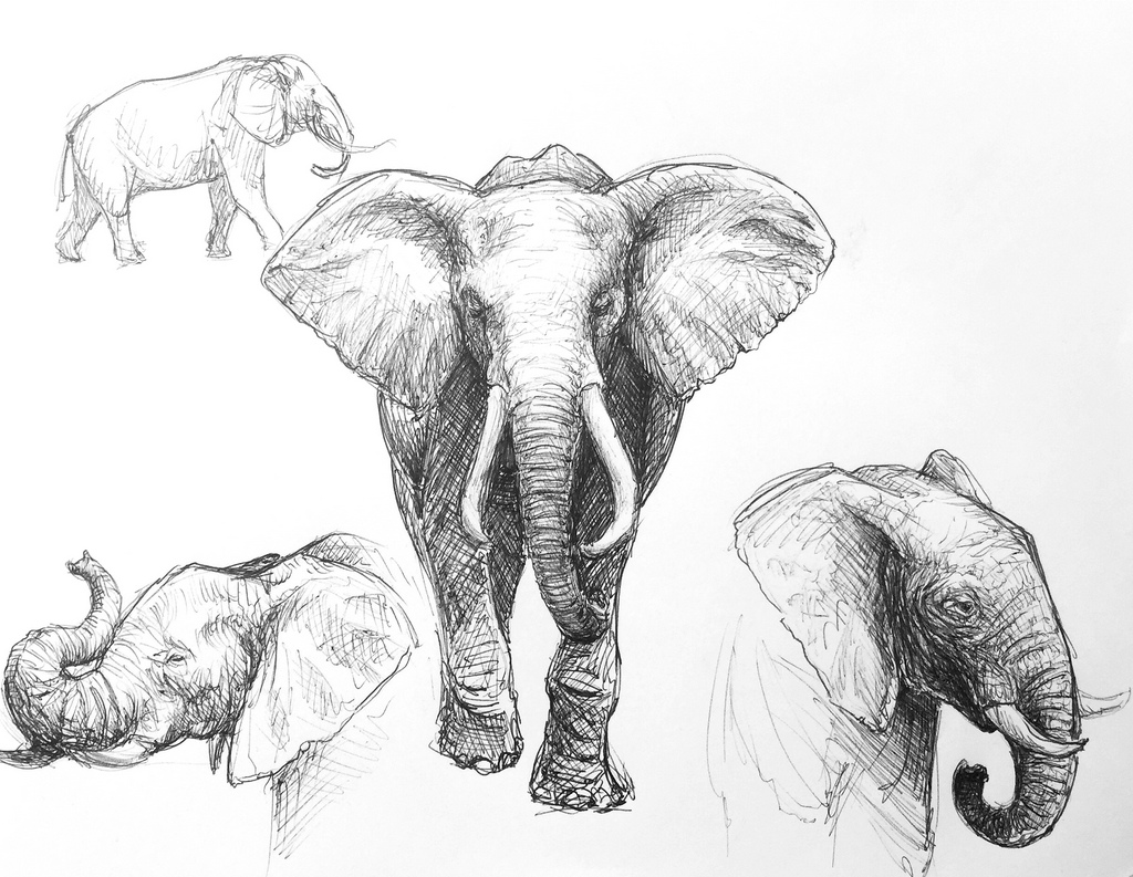 1024x793 Elephant Sketches Ballpoint Pen On Paper - Elephant Sketch Images