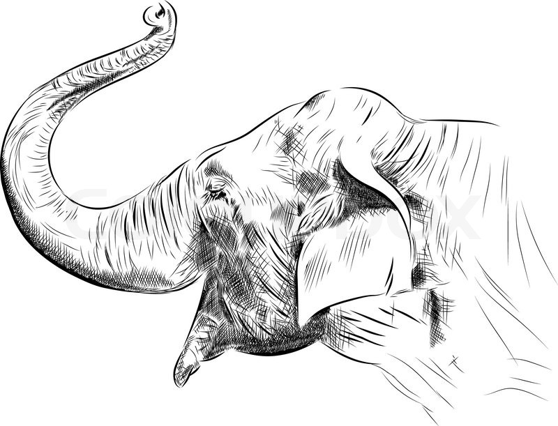 800x611 Sketch Of Elephant On The White Stock Vector Colourbox - Elephant Sketch Images