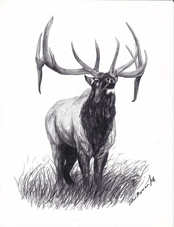 Animal Elk Sketch Drawing for Beginner