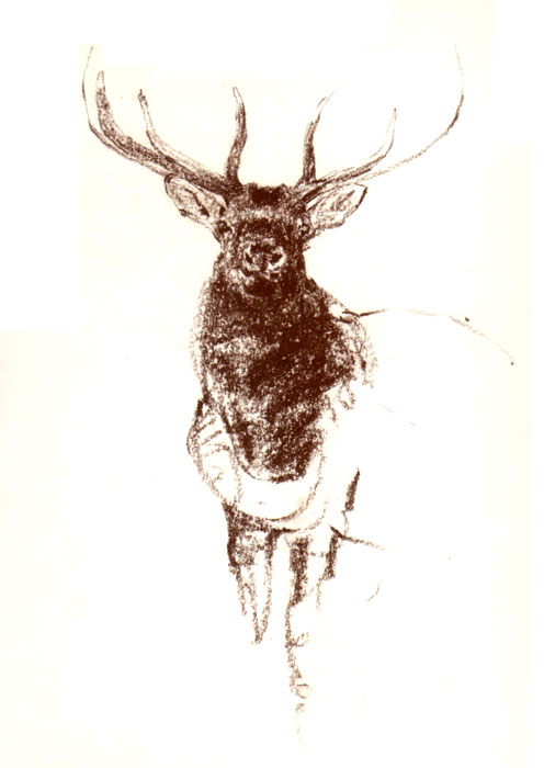 496x700 Elk Head Sketch - Elk Head Sketch