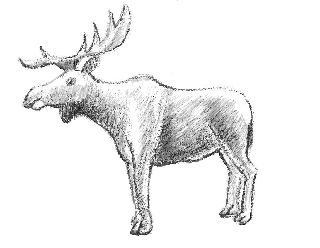 1092x846 How To Draw A Moose - Elk Head Sketch