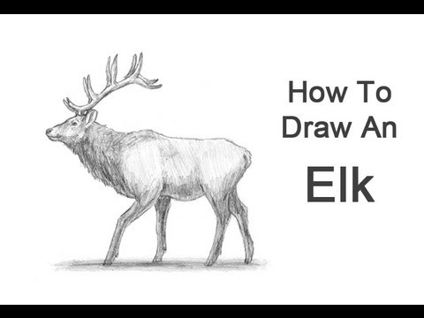 480x360 How To Draw An Elk - Elk Head Sketch