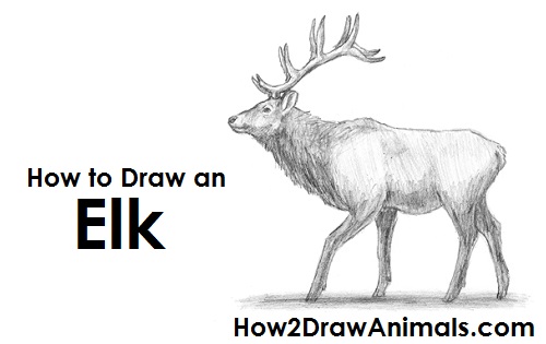 500x315 How To Draw An Elk - Elk Head Sketch