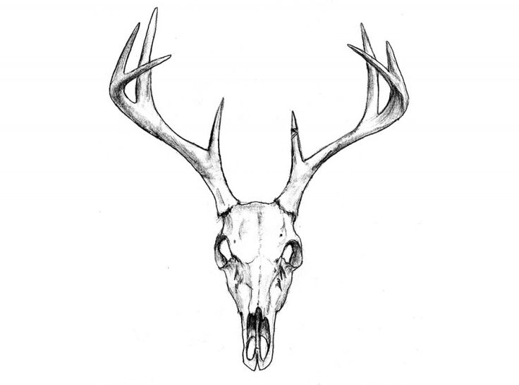 Collection Of Simple Elk Head Drawing High Quality, Free - Elk Head Sketch....