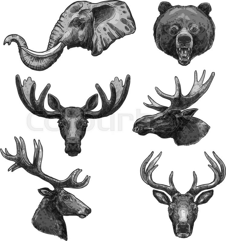 748x800 Wild Animals Heads Sketch Icons. Vector Set Of Elephant Tusks - Elk Head Sketch