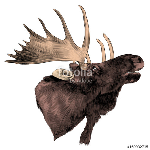 500x500 Elk Head Sketch Vector Graphics Pattern Stock Image And Royalty - Elk Head Sketch