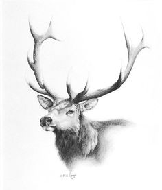 Elk Head Sketch at PaintingValley.com | Explore collection of Elk Head ...