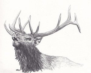 300x241 Bull Elk Drawing By Nicole Grattan - Elk Head Sketch