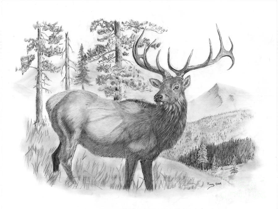 900x675 Bull Elk Drawing By Russ Smith - Elk Head Sketch