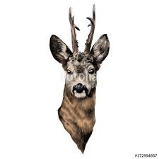 225x225 Deer Head Elk Colored Drawing Pictures - Elk Head Sketch