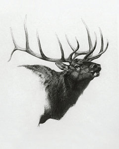 240x300 Elk Drawings Fine Art America - Elk Sketch