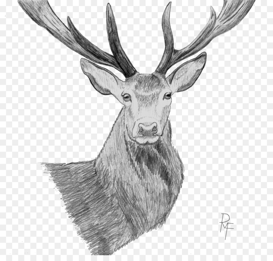 900x860 Elk Reindeer Drawing Sketch - Elk Sketch