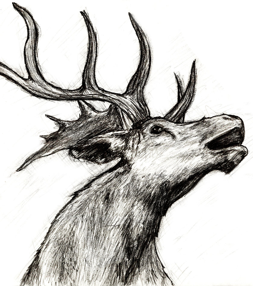 840x950 Elk Sketch By Smlampe - Elk Sketch