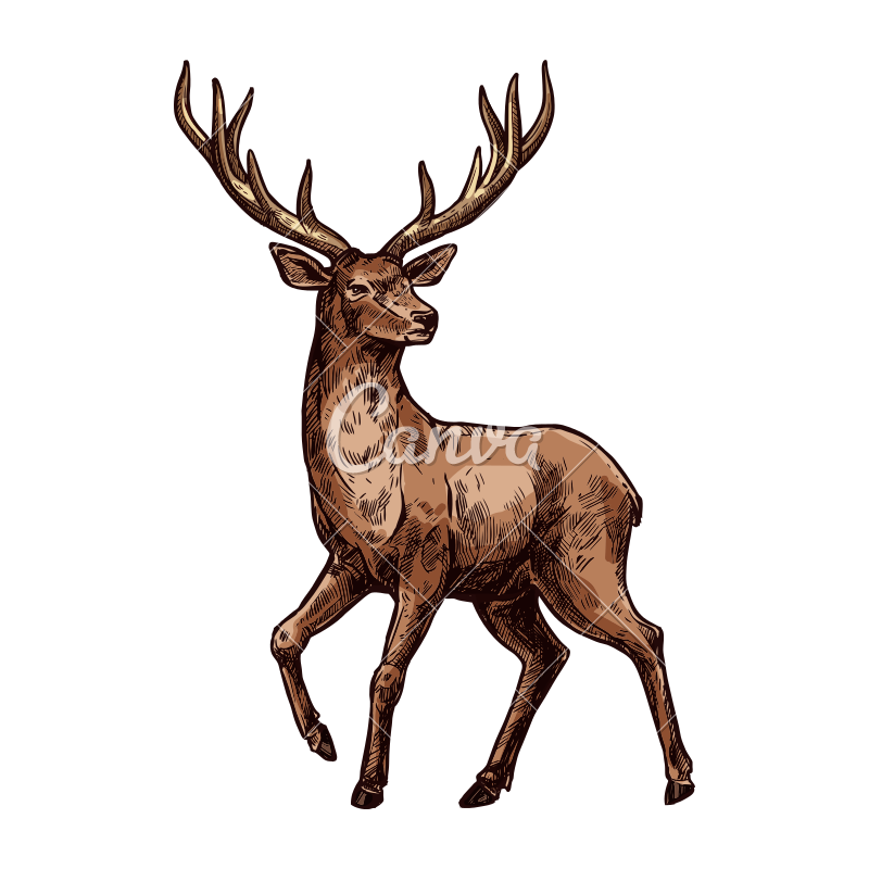 800x800 Elk Sketch Of Wild Mammal Animal - Elk Sketch