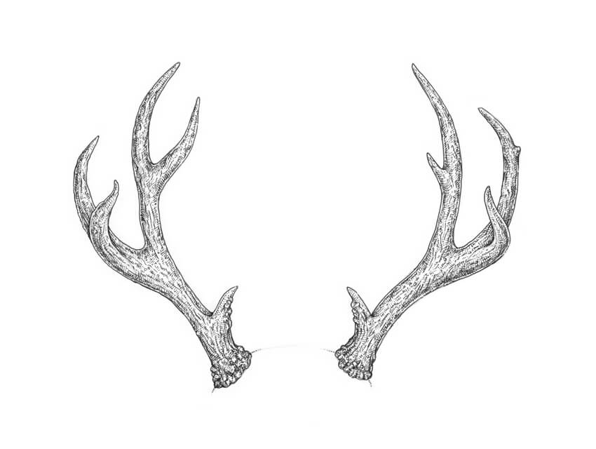 850x640 How To Draw Antlers Step By Step - Elk Sketch