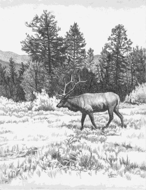 494x640 Laurie Lee - Elk Sketch